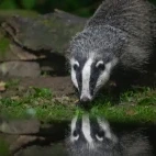 Badger taking a drink from the pool, Edotopia Nature Reserve, Netherlands.