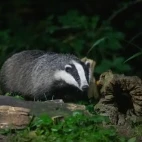Badger wandering towards the pool, Edotopia Nature Reserve, Netherlands.