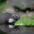 Reflection of beech marten looking at the camera, Edotopia Nature Reserve, Netherlands.