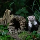 Beech marten peeking out from some wood, in Edotopia Nature Reserve, Netherlands.