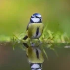 Blue tit by the water, Edotopia Nature Reserve, Netherlands.