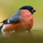 A vibrant image of a bullfinch.