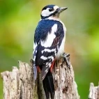 Great spotted woodpecker sat on top of some wood, Edotopia Nature Reserve, Netherlands.