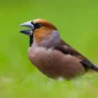 Hawfinch mid-song, Edotopia Nature Reserve, Netherlands.