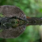 Hedghog leaning down to the pool for some water, in the Netherlands.