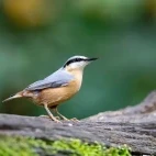 Image of a nuthatch at Edotopia Nature Reserve, Netherlands.