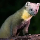 Image of a pine marten in Edotopia Nature Reserve, Netherlands.