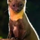 Image of a pine marten stood on a log, Netherlands.