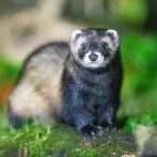 Polecat looking towards the hide, Netherlands.