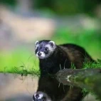 Polecat by the pool, Netherlands.