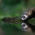 Polecat leaning into view from the hide, Edotopia Nature Reserve, Netherlands.