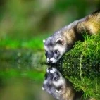 Polecat going to drink from the pool, Netherlands.