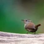 Wren perched on a log, Netherlands.