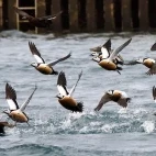 Steller's eider in Batsfjord, Norway.