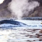 Humpback whale & Zodiac in Norway.