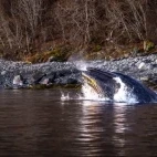 Humpback whale in Norway.
