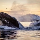 Humpback whale in Norway.