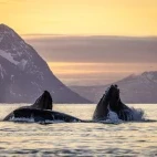 Humpback whale in Norway.