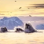 Humpback whale in Norway.