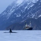 Orca & Stockholm vessel in Norway.