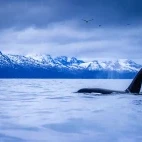 Orca in Norway.