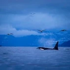 Orca in Norway.