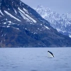 Orca in Norway.