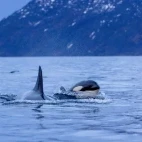 Orca in Norway.