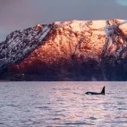 Orca in Norway.