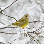 Greenfinch in Scandinavia.