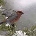 Pine grosbeak in Scandinavia.
