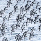 Purple sandpipers in Scandinavia.