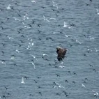 White-tailed eagle in Scandinavia.