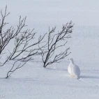 Willow grouse in Scandinavia.