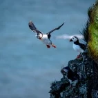 Atlantic puffin in Mull, Scotland