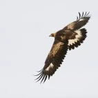Golden eagle in Mull, Scotland