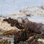 Otter in Mull, Scotland