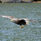 White-tailed sea eagle in Mull, Scotland