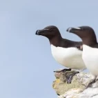 Razorbill in Mull, Scotland.