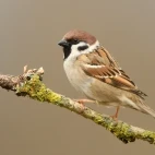 Tree sparrow