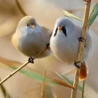 Bearded tit