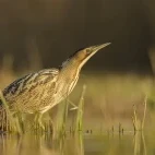 Eurasian bittern