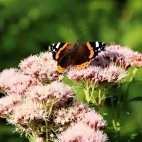 Admiral butterfly at Foulshaw Moss in Lancashire, UK