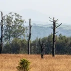 Foulshaw Moss in Lancashire, UK