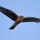Hen harrier