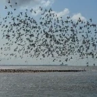 Oystercatcher at Jenny's Point in Lancashire