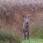 Red deer stag in Leighton Moss, Lancashire