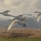 Whooper swan in Martin Mere, Lancashire