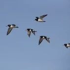 Oystercatchers