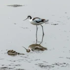 Avocet at Leighton Moss in Lancashire